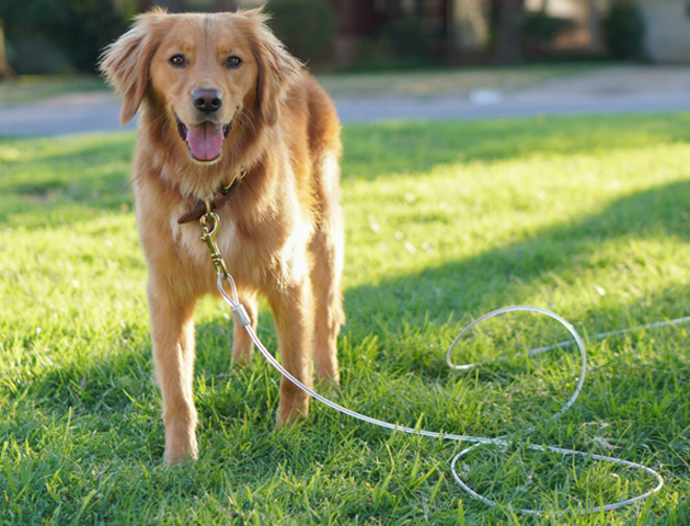 Gates, Tie-Outs, & Cables