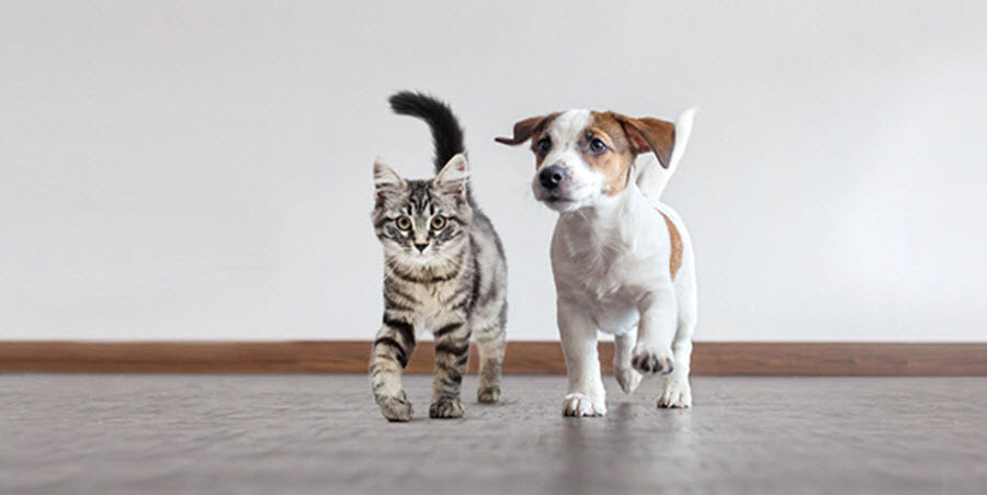 Young dog and cat.