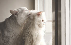Cat grooming another cat.