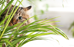 Cat peeking through potted plant.