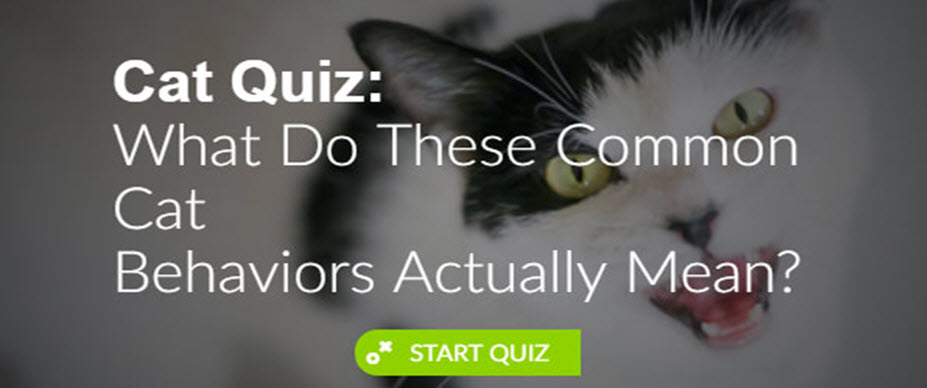 cat-behavior-quiz