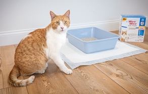 whatsonemoredog_562025_Four Paws_Content Creator_Full Rights_G