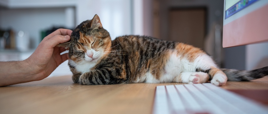 cat sitting on desk being pet