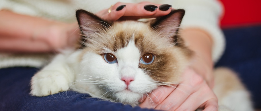 cat being pet in pet parents' lap