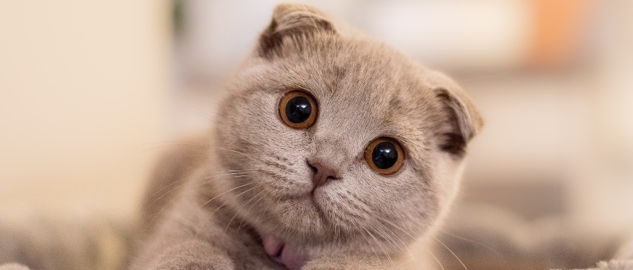 cat sitting in bed staring at camera