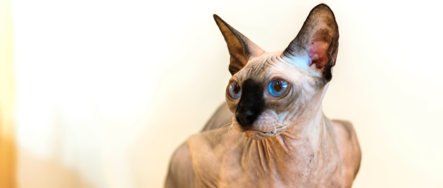 sphynx cat sitting on table