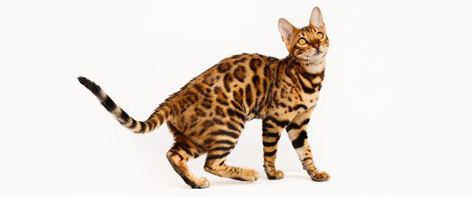 Bengal Cat: Traits, Temperament, & Trivia | Four Paws