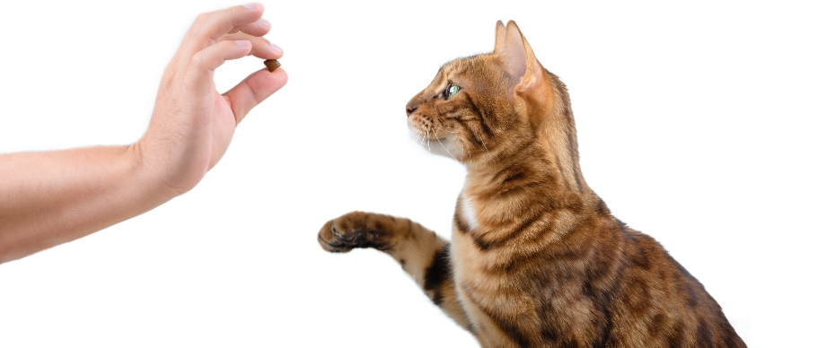 Hand holding treat to Bengal cat against white background.