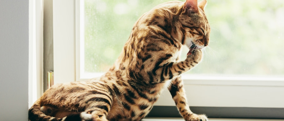 Bengal cat grooming their paw on a windowsill.