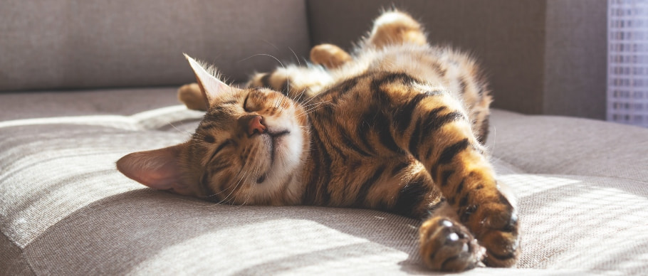 Relaxed Bengal cat lying on bed