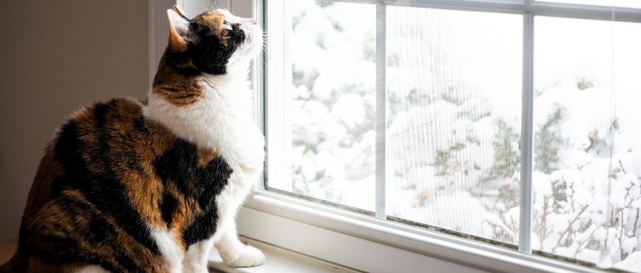 calico cat looking out window