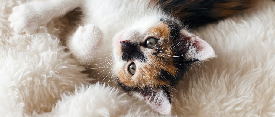 calico kitten on a fuzzy blanket