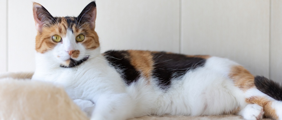 calico cat sitting on perch