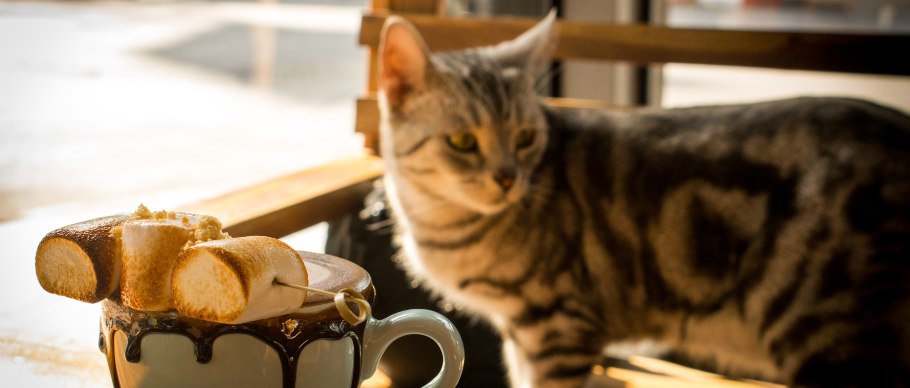 Can Cats Drink Milk And 5 Kitty Myths Debunked Four Paws 8567