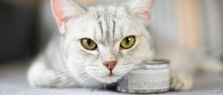 cat with canned tuna