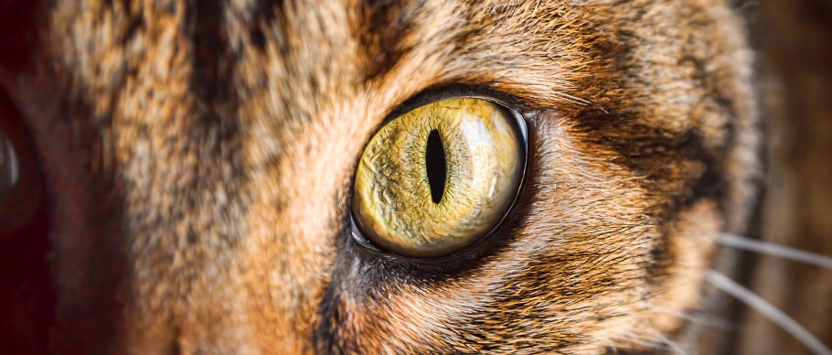 cat's eye close up