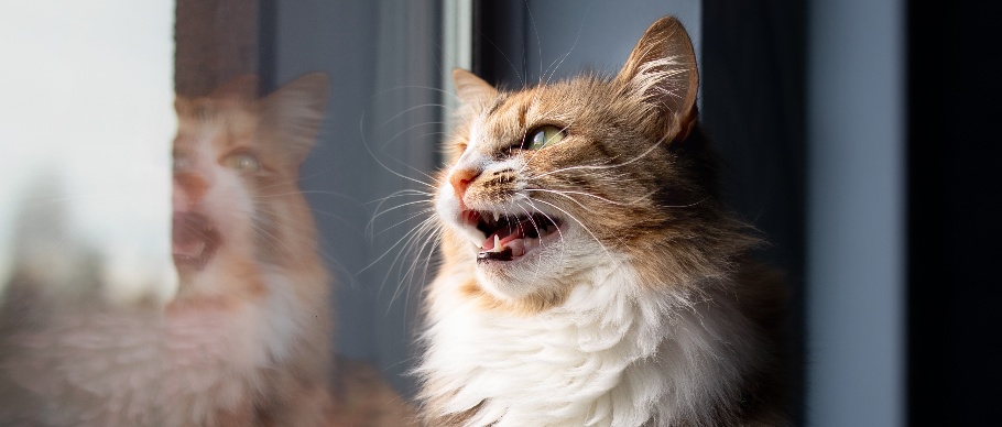 cat chirping while sitting on windowsill