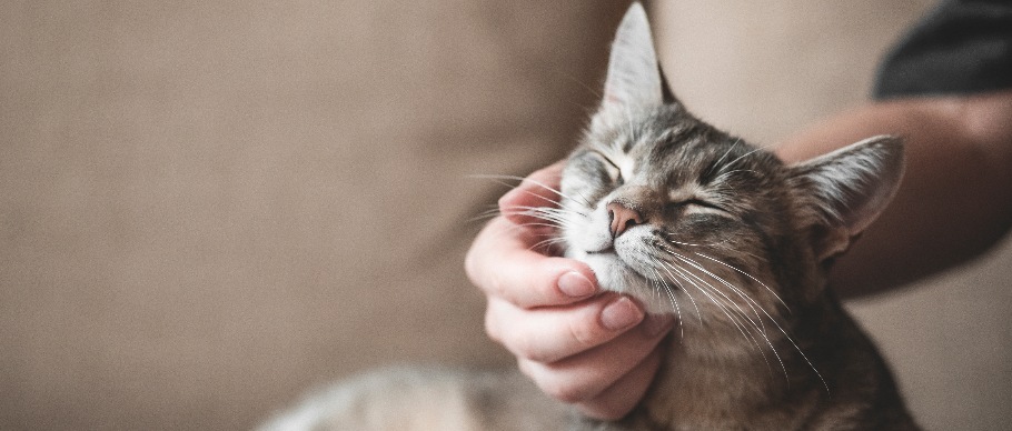 person petting cat's face