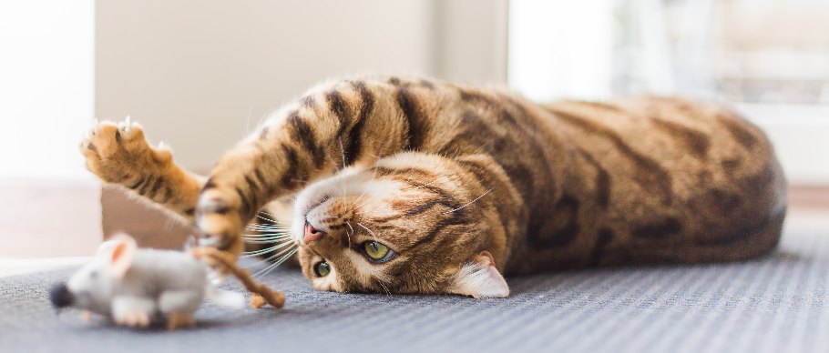 Cat playing with toy