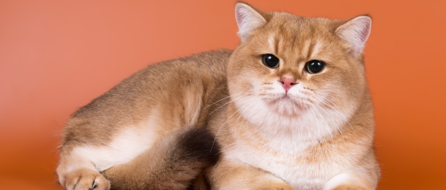 Cats with little store shedding