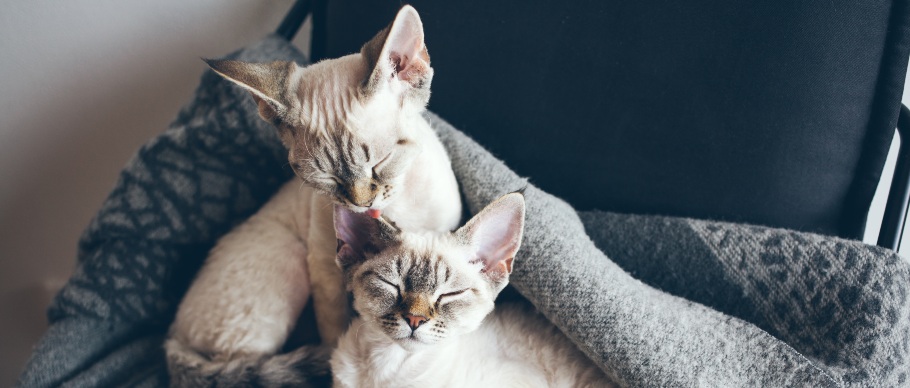 two devon rex cats grooming each other 