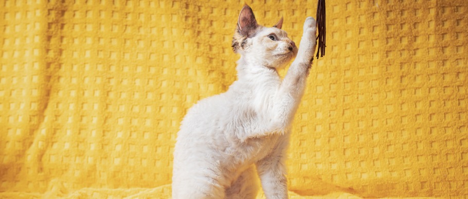 devon rex cat playing with a toy