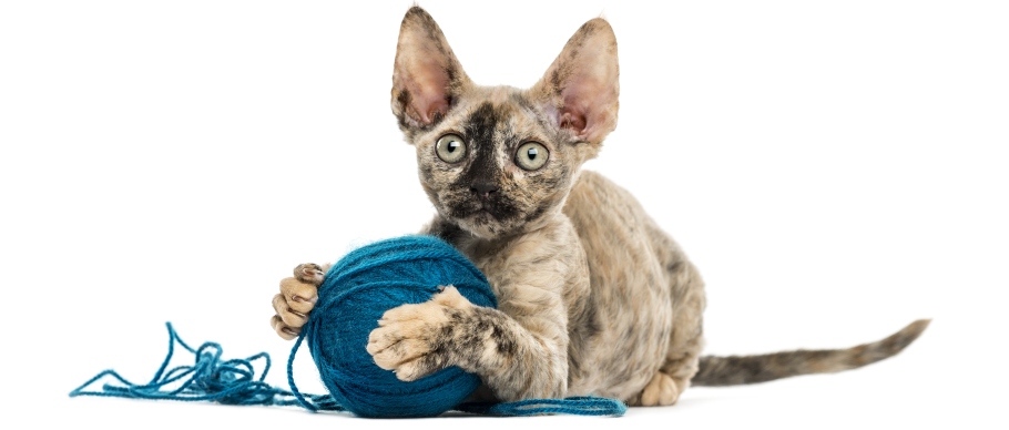 devon rex cat playing with a ball of yarn