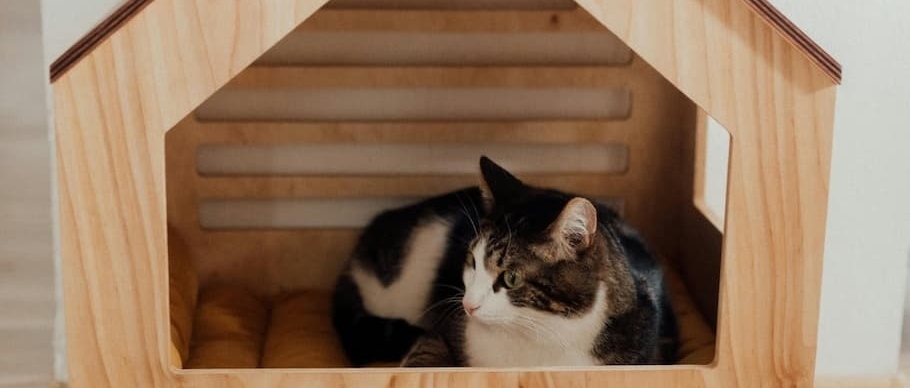 Cat in wooden cat house