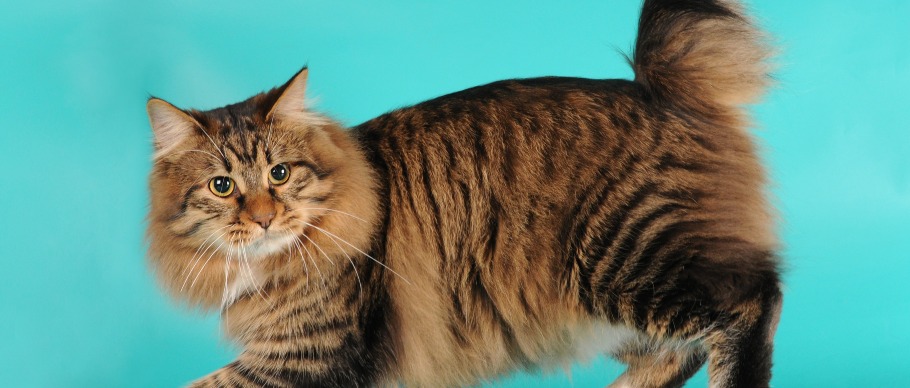 american bobtail