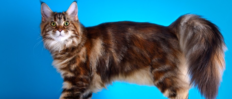 maine coon