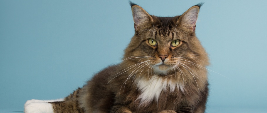 norwegian forest cat