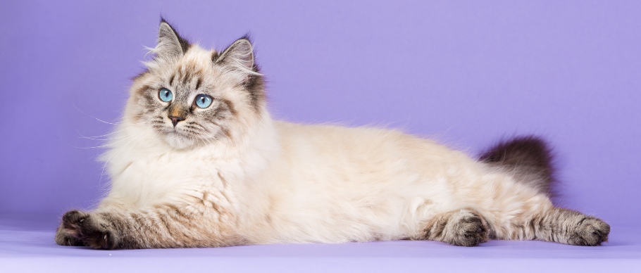 11 Long-Haired Cat Breeds (& How to Groom Them) | Four Paws