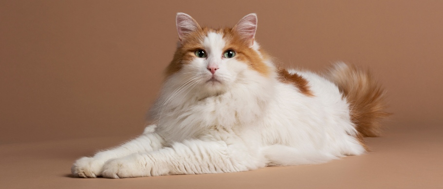 turkish van