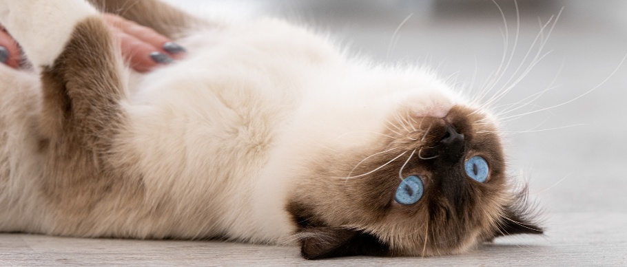 person petting a ragdoll cat