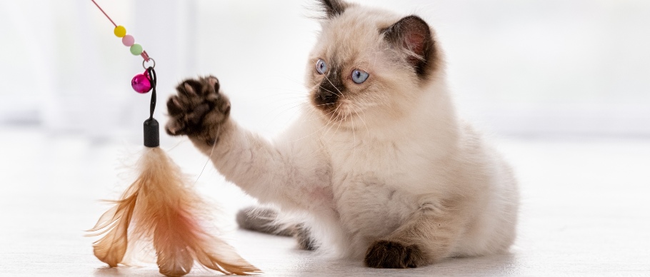 ragdoll kitten playing with a feather