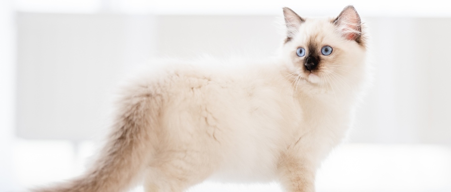 ragdoll kitten standing