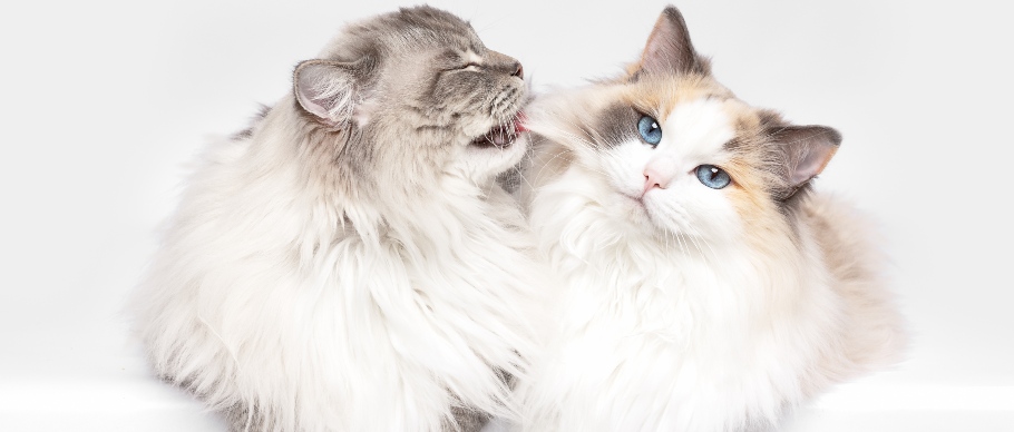 ragdoll cat grooming another cat