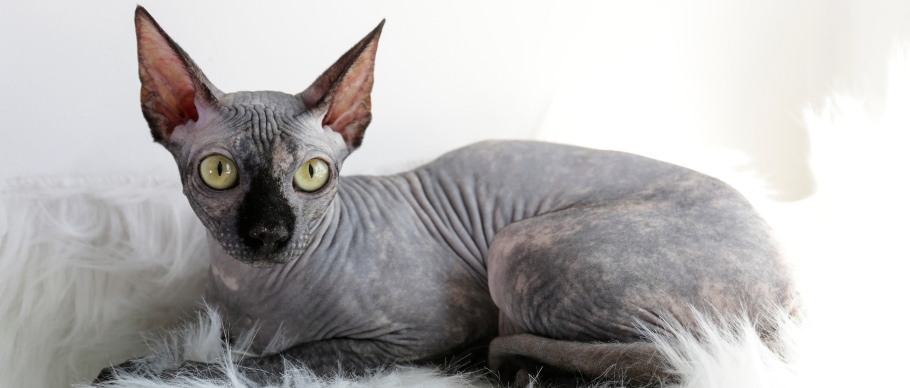 black sphynx cat sitting on a blanket