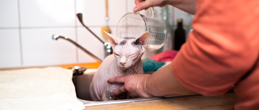 sphynx cat getting bathed in the sink