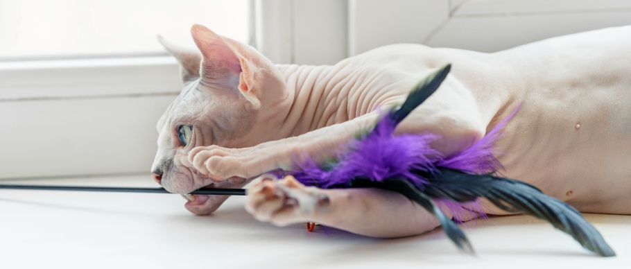 cream sphynx cat playing with a toy