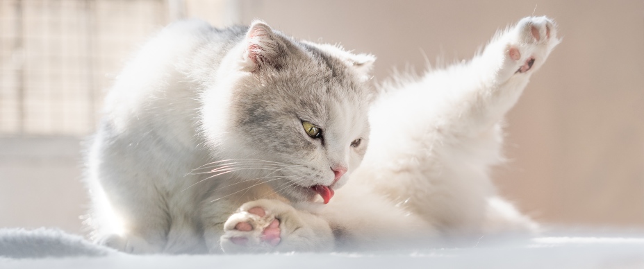 Over the counter outlet cat uti treatment