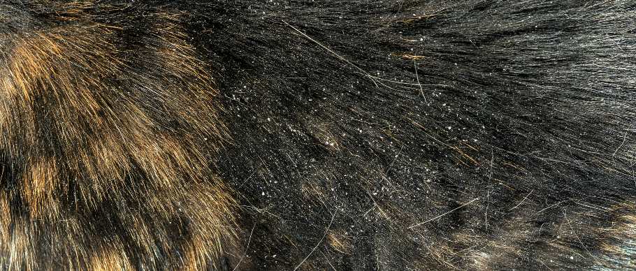 close up of cat dandruff on fur