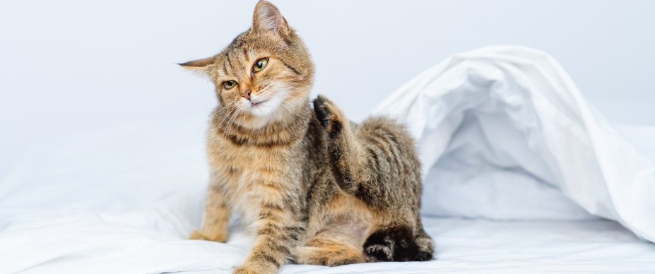 cat scratching its head