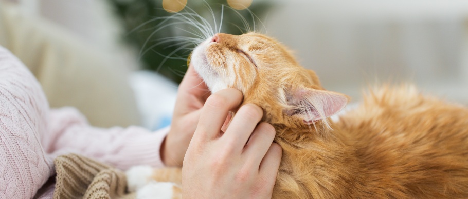 person petting orange cat