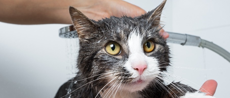 cat getting bath in tub