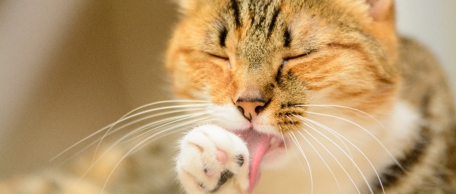 cat licking self