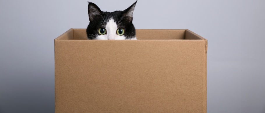 Cat peeking out of cardboard box