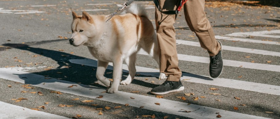 Man crossing the street with dog 