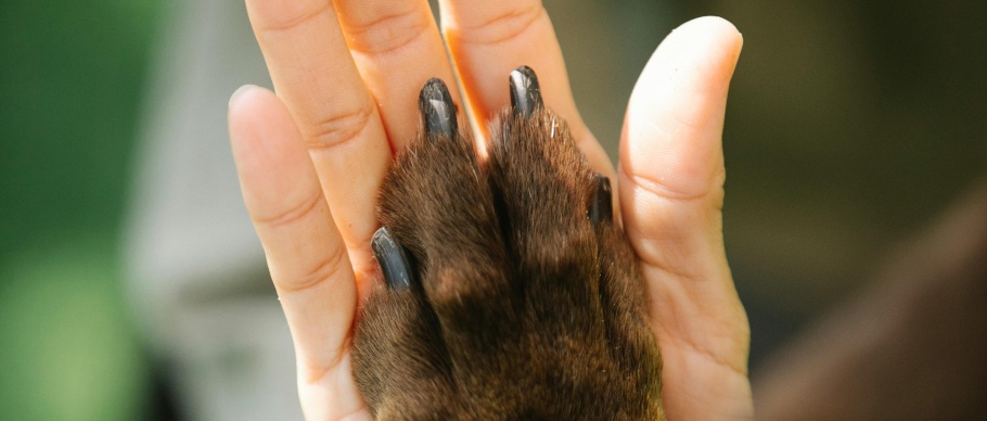 Woman high fiving dog paw