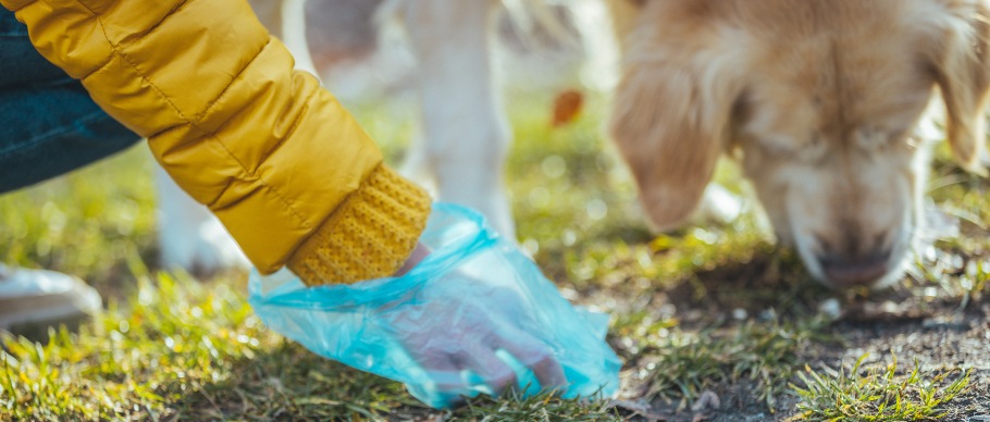 Pet parent cleaning up after their dog with blue dog waste bag